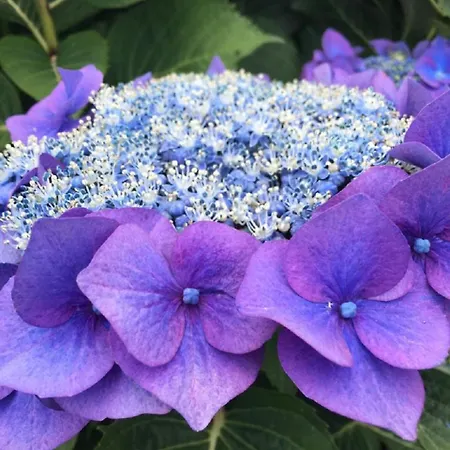 Residenza Vista Mozzafiato 公寓 Castello (Varese)